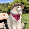 image:imageCicy Bell Paisley Pet Bandanas Dogs and Cats Lightweight Cotton Double Sided Square Scarves for Walks Parties PhotosRose Red