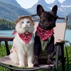 image:imageCicy Bell Paisley Pet Bandanas Dogs and Cats Lightweight Cotton Double Sided Square Scarves for Walks Parties PhotosRose Red