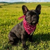 image:imageCicy Bell Paisley Pet Bandanas Dogs and Cats Lightweight Cotton Double Sided Square Scarves for Walks Parties PhotosRose Red